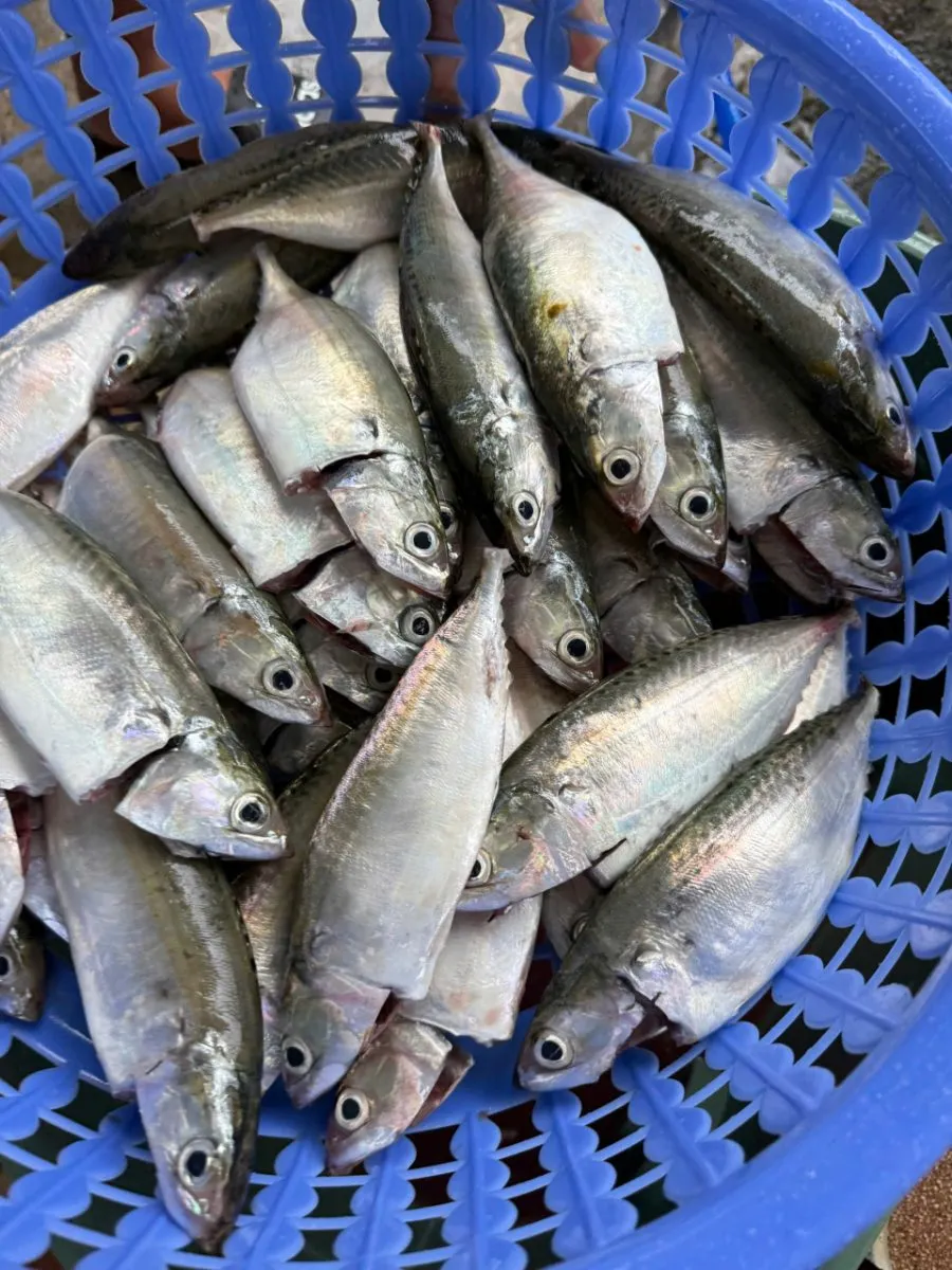 Cá bạc má – ảnh 5