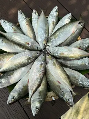 Cá bạc má