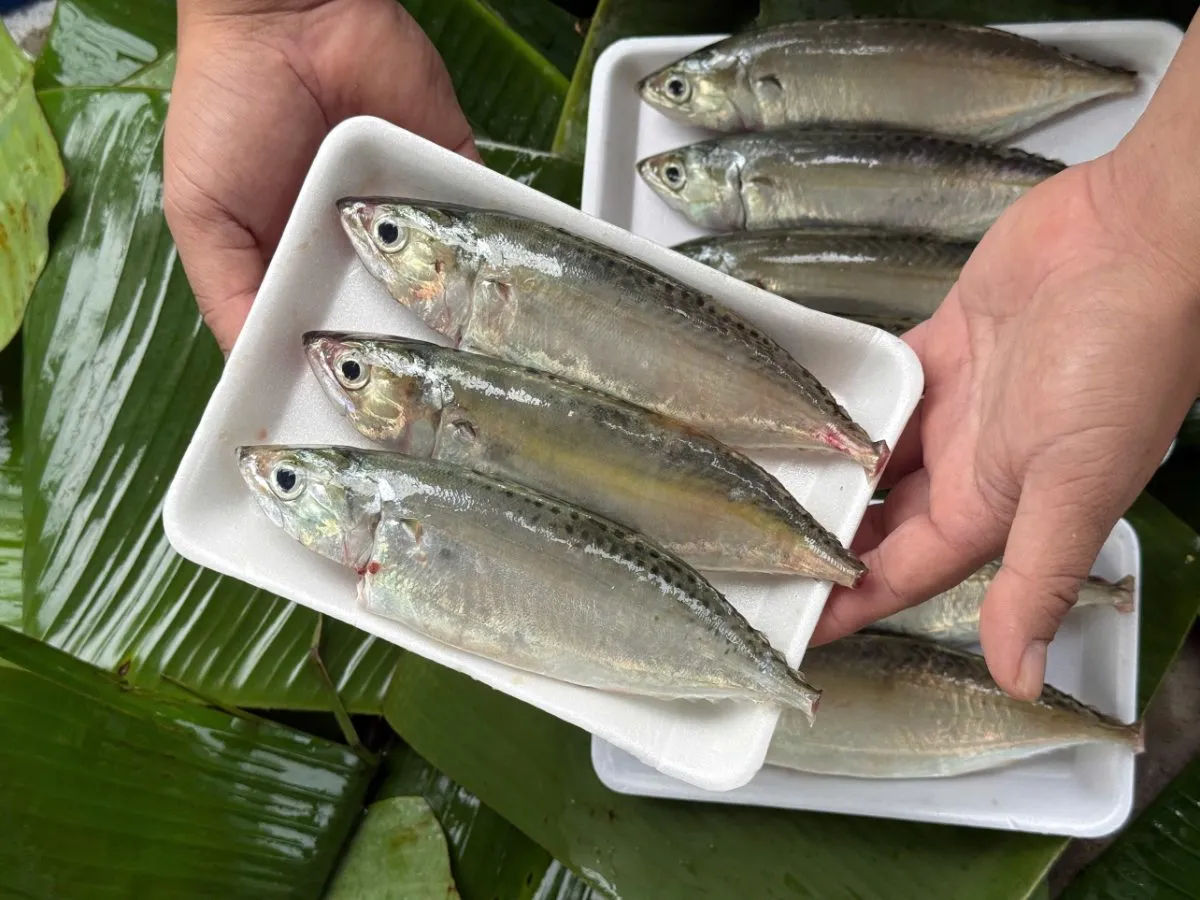 Cá bạc má – ảnh 4