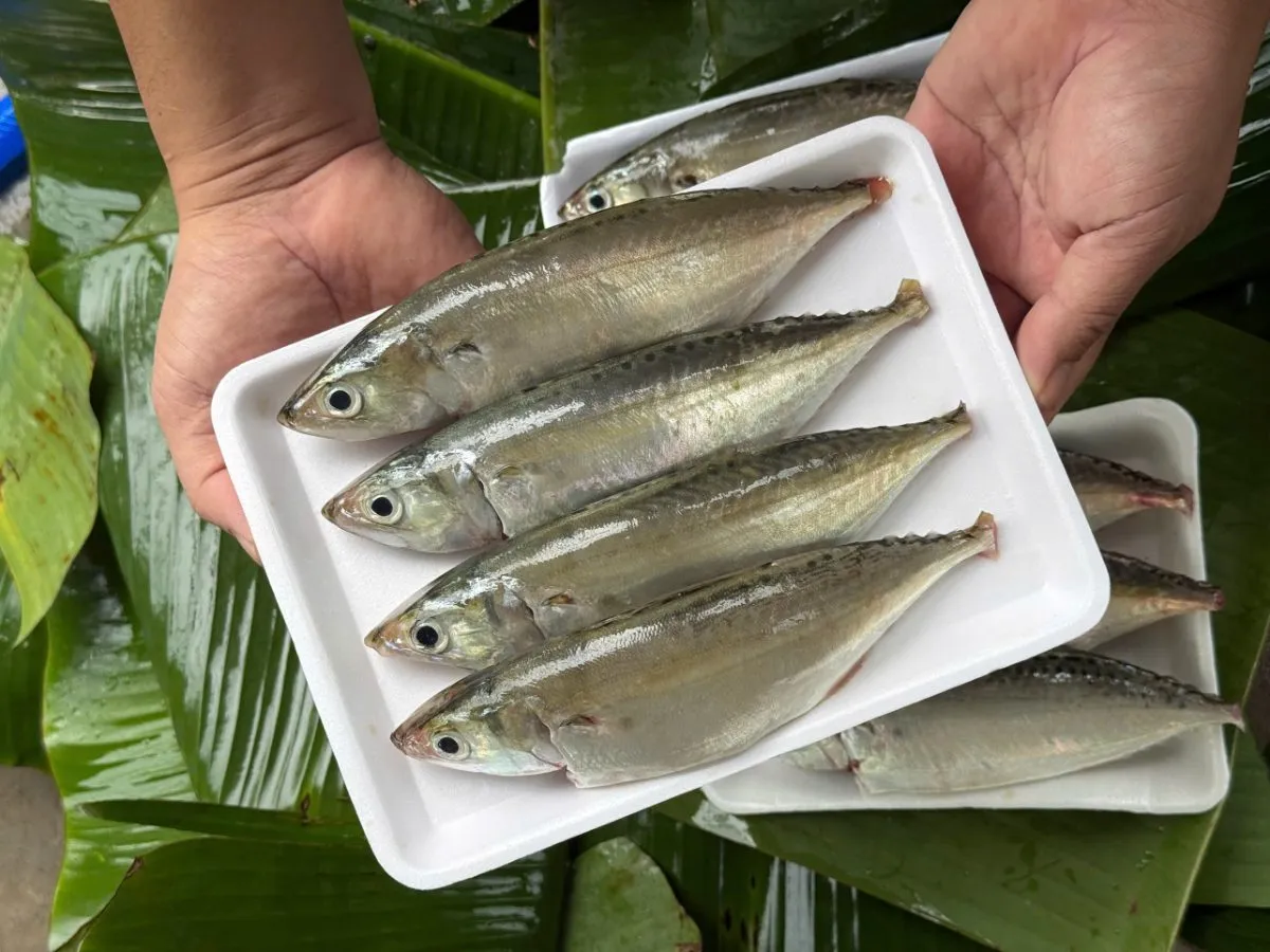 Cá bạc má – ảnh 3