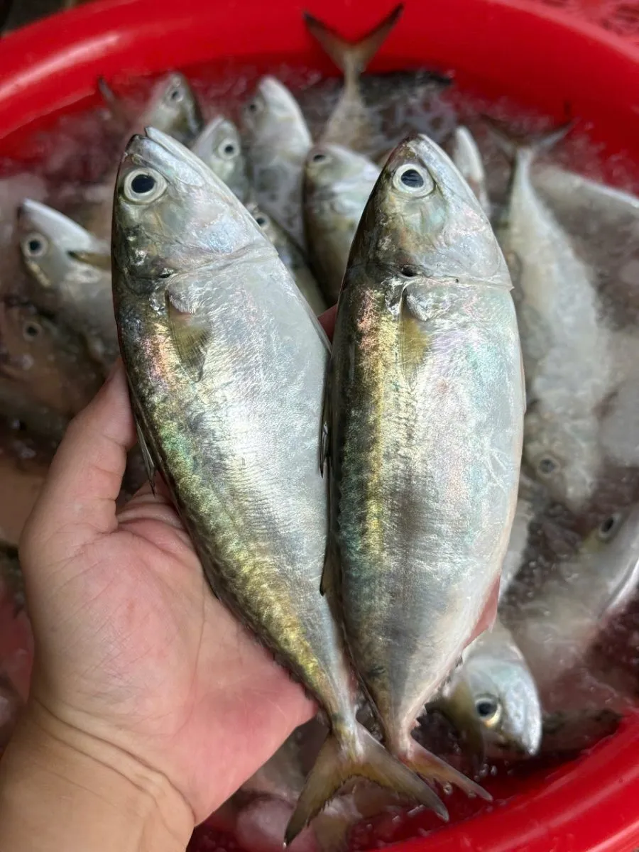 Cá bạc má – ảnh 2