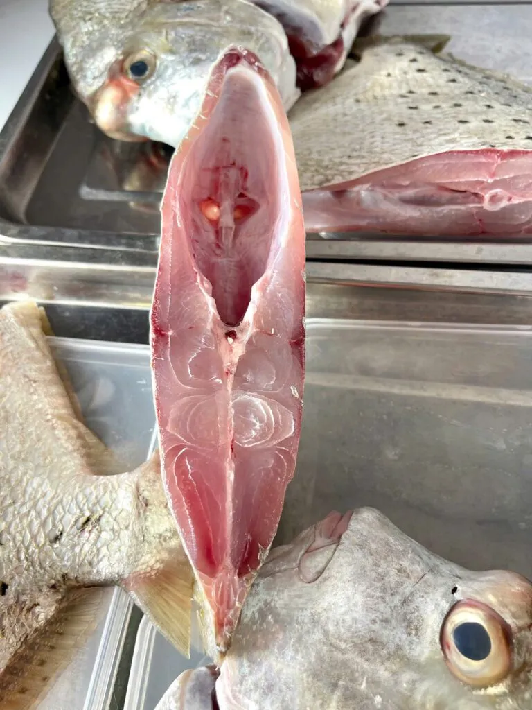 Cá bàn sa – ảnh 2