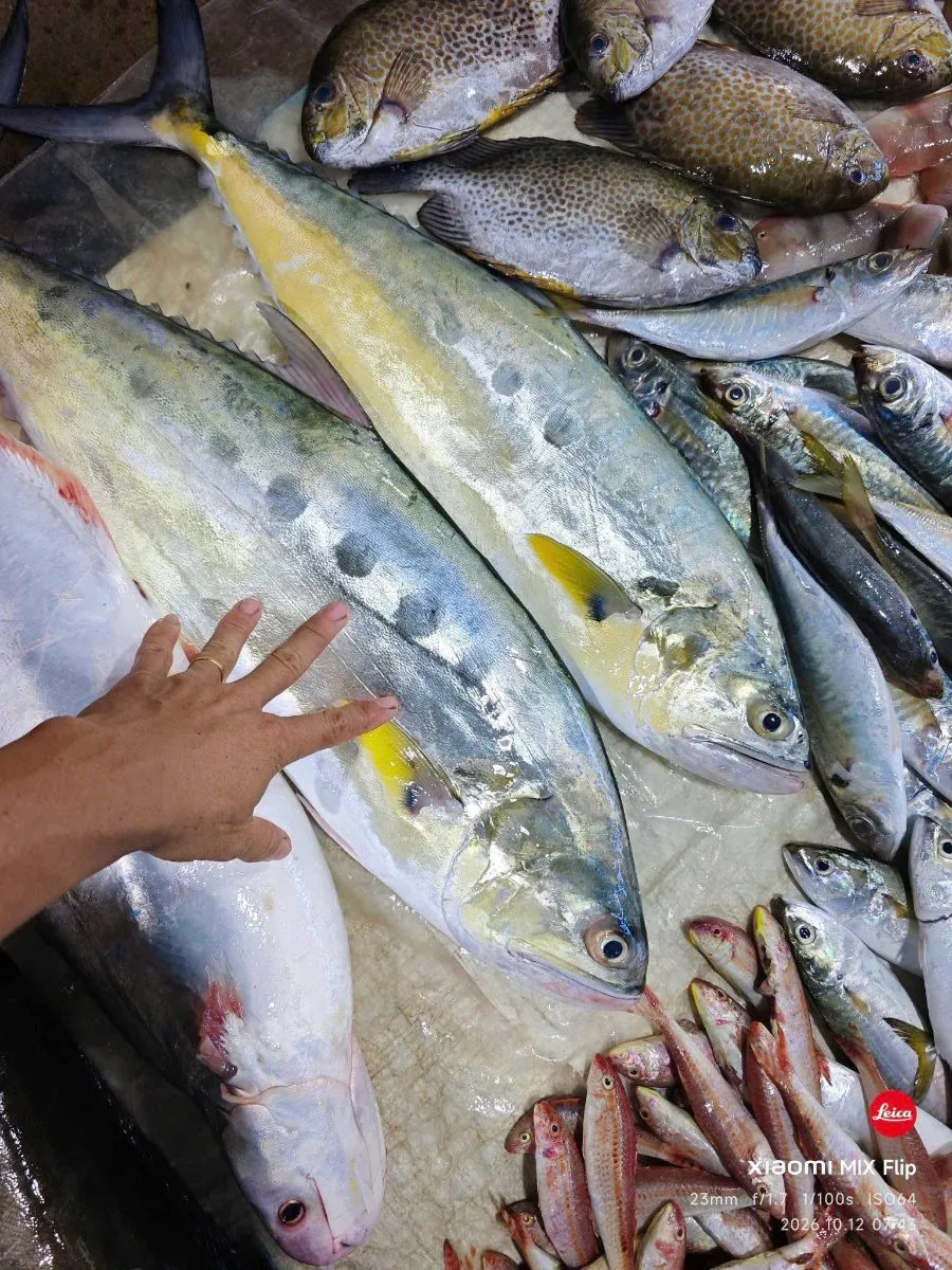 Cá bè chang – ảnh 5