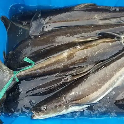 Cá biển tươi rói