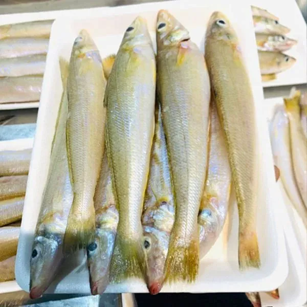 Cá bống đục – ảnh 2