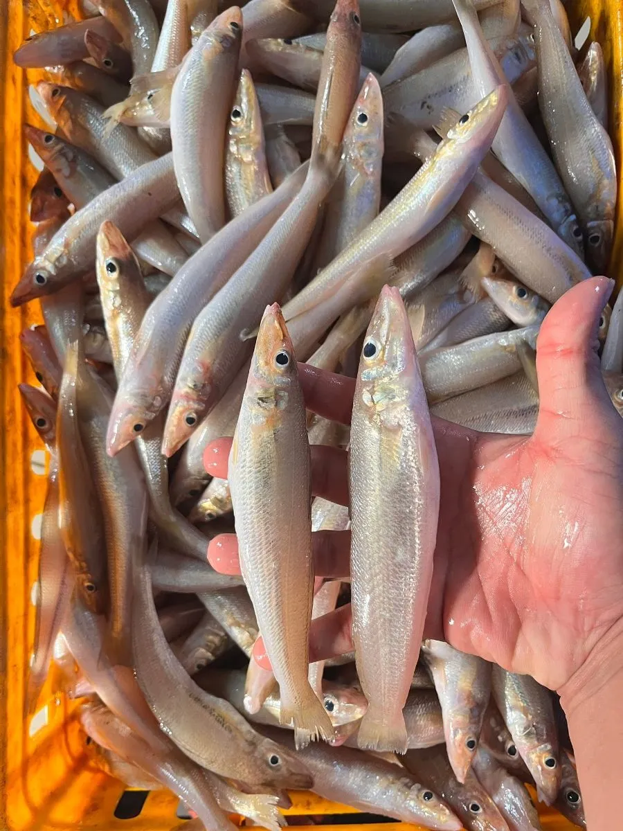 Cá bống đục – ảnh 1