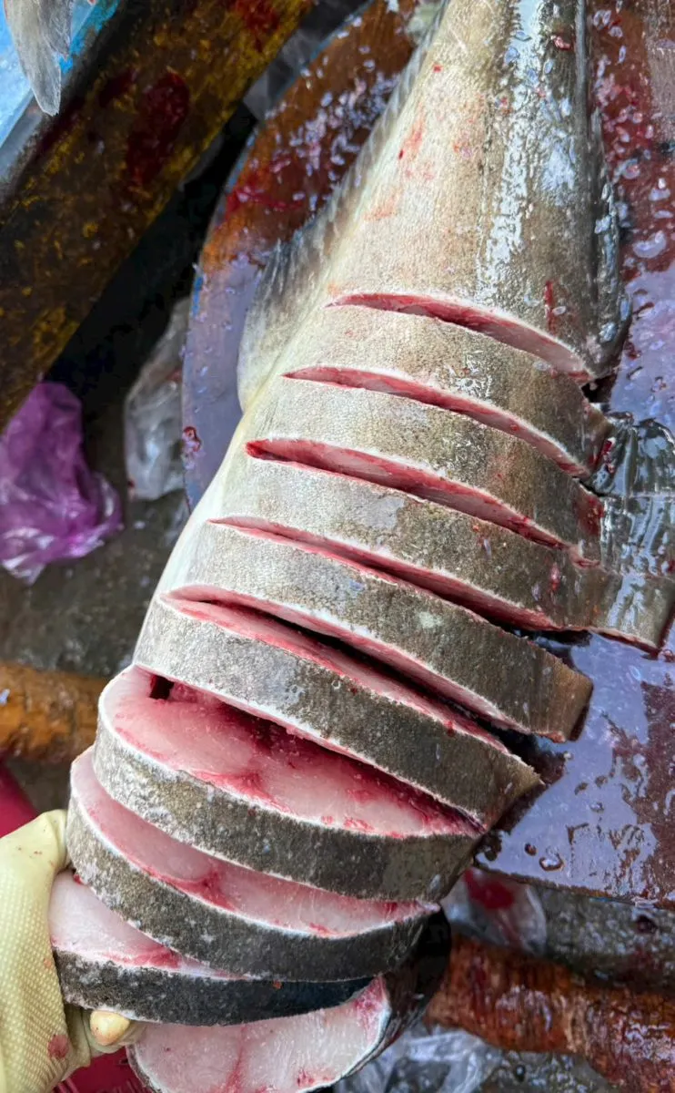 Cá bớp bè – ảnh 3