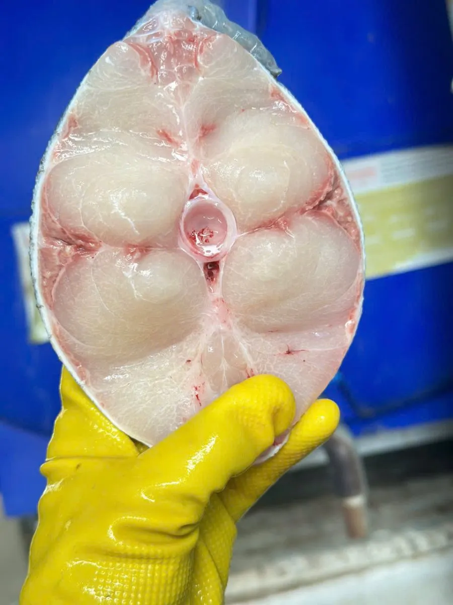 Cá bớp bè – ảnh 2