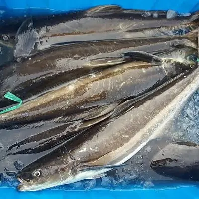 Cá bớp biển