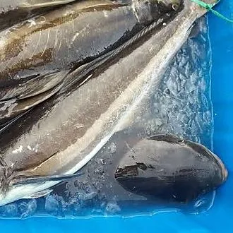 Cá bớp biển – ảnh 2