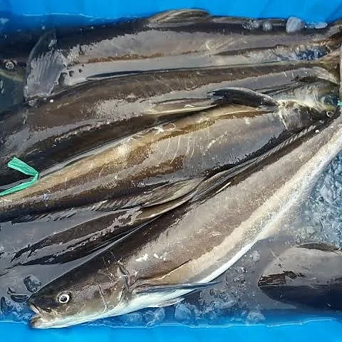 Cá bớp cắt khúc – ảnh 2