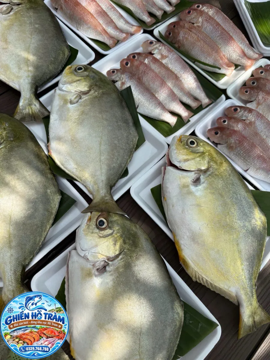 Cá chim vây vàng – ảnh 2