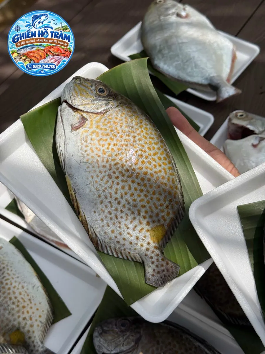 Cá dìa bông biển – ảnh 2