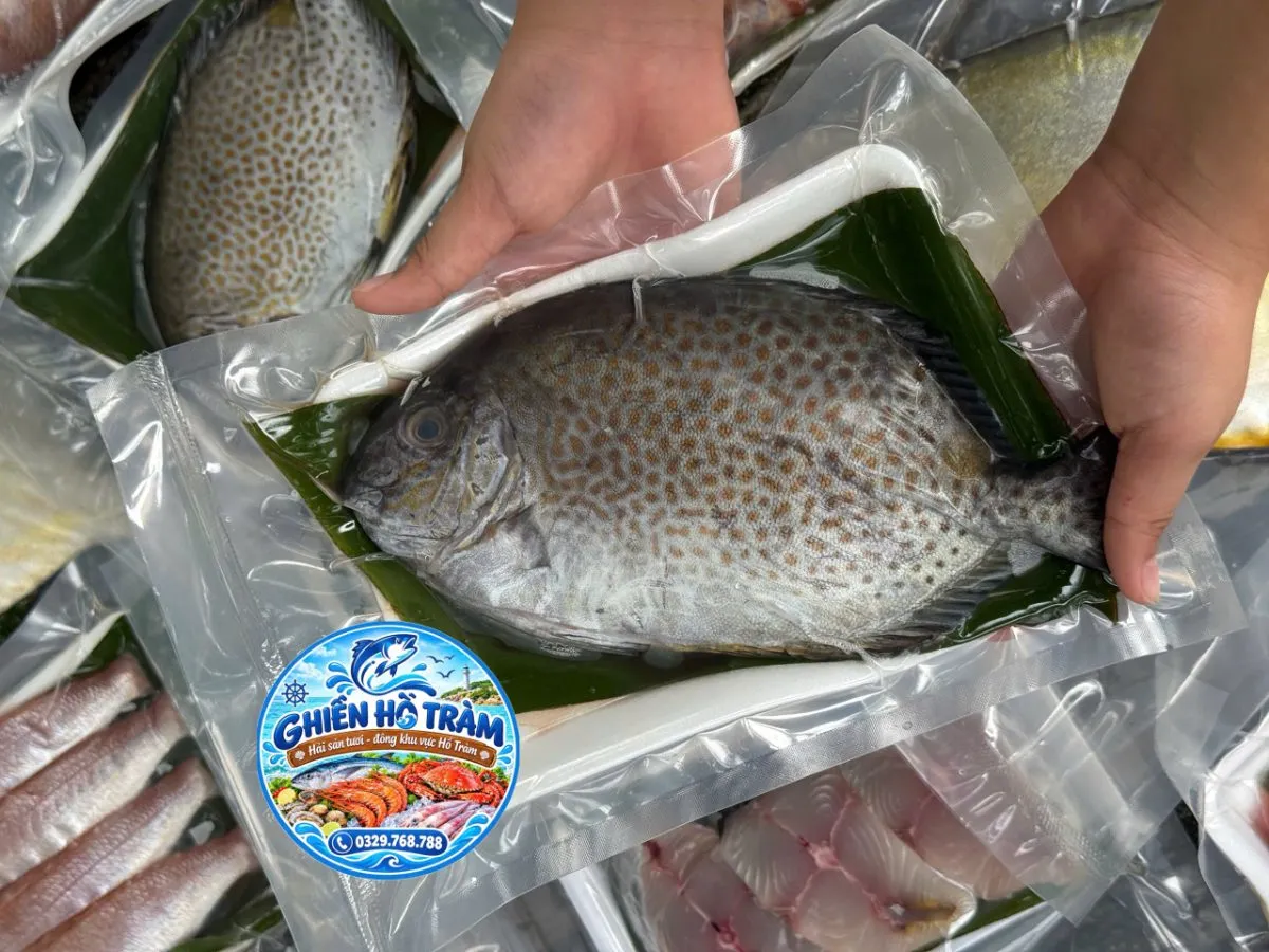 Cá dìa bông biển – ảnh 1