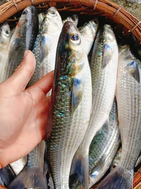 Cá đối – ảnh 2