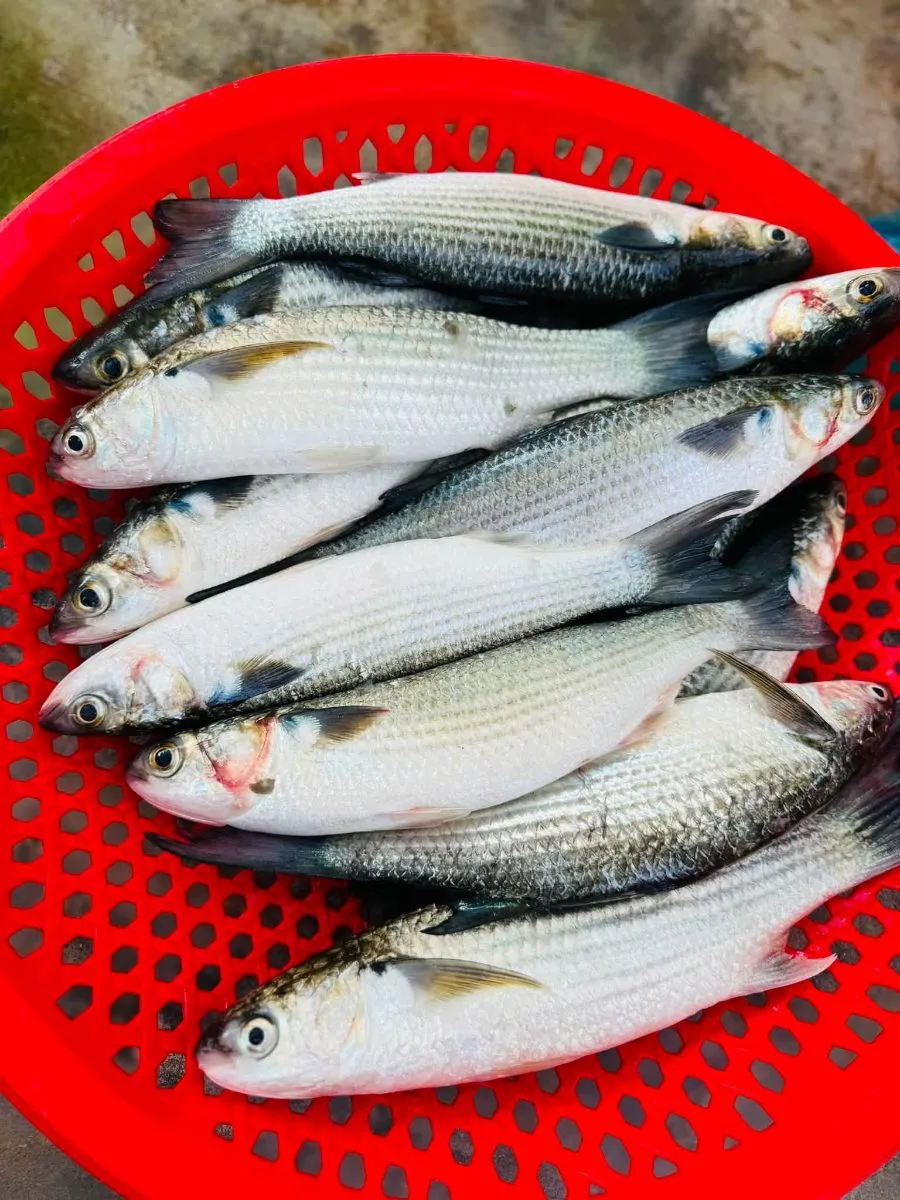 Cá đối – ảnh 1
