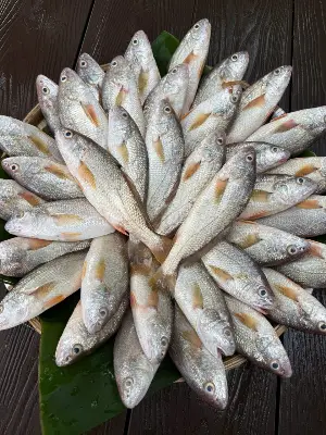 Cá đù nhỏ