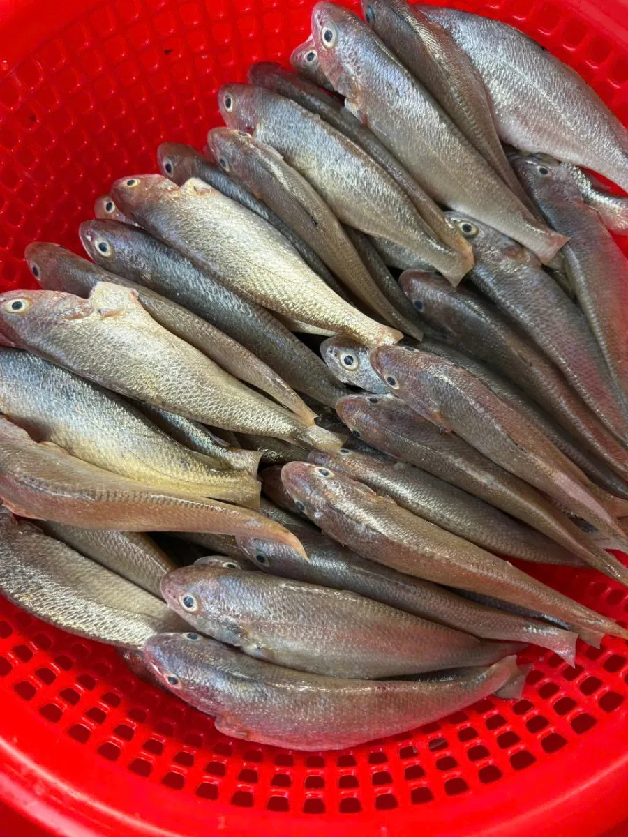 Cá đù nhỏ – ảnh 2