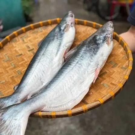 Cá dứa thiên nhiên – ảnh 1