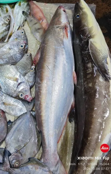Cá dứa thiên nhiên – ảnh 2