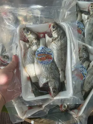 Cá lò Phú Yên