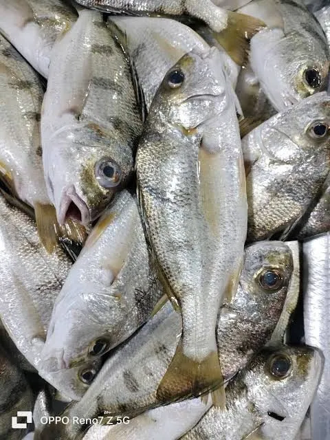 Cá lò Phú Yên – ảnh 2
