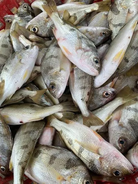 Cá lò Phú Yên – ảnh 3