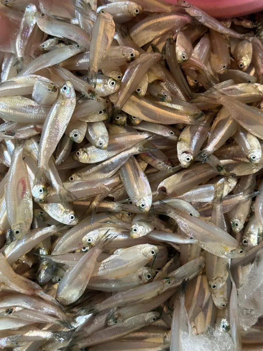 Cá mai – ảnh 4