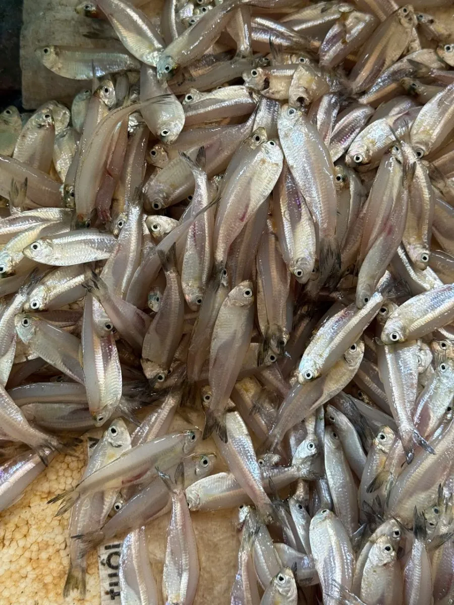 Cá mai – ảnh 3