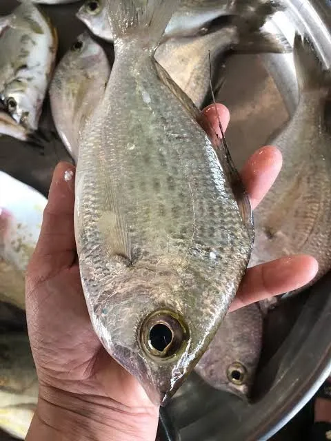 Cá móm – ảnh 1