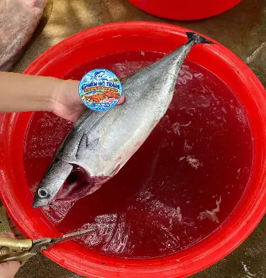 Cá ngừ bò