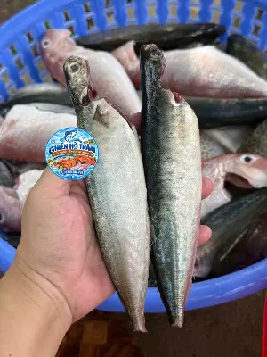 Cá nục suôn