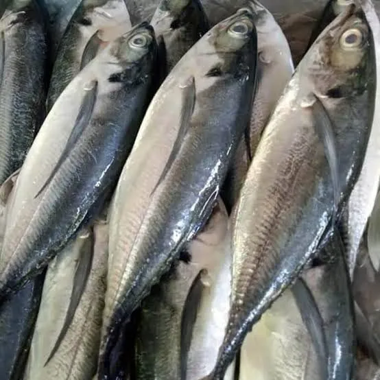 Cá sòng – ảnh 1