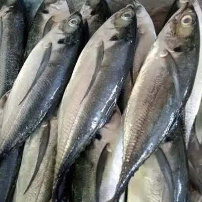 Cá sòng