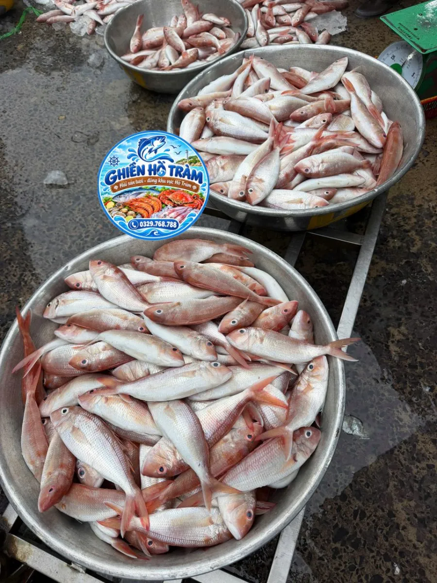 Cá thóc mỡ – ảnh 3