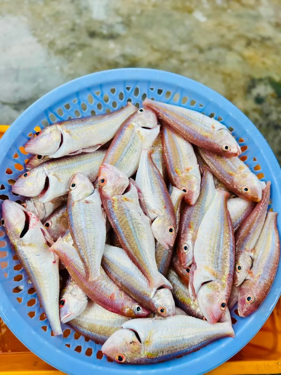 [ Tạm hết ] Cá thóc mỡ – ảnh 4
