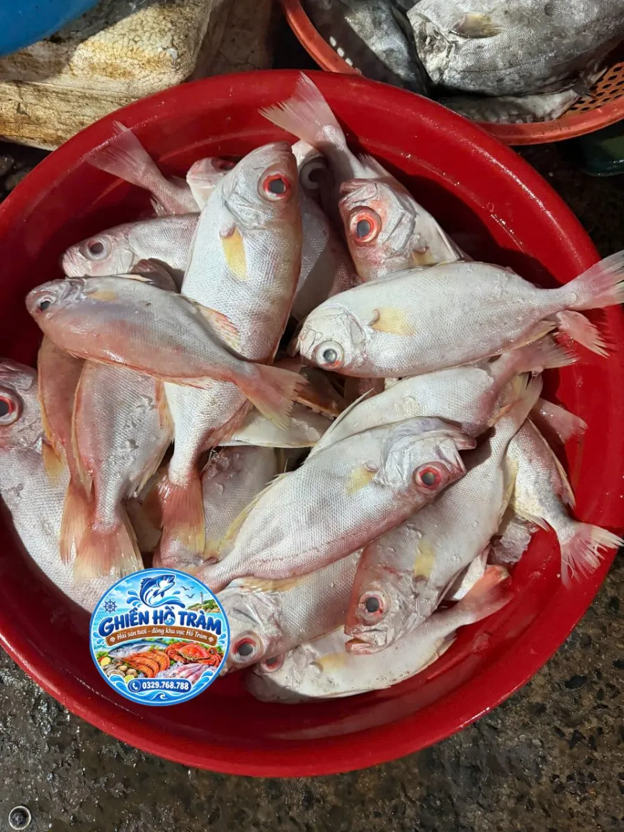 Cá thóc mỡ – ảnh 4