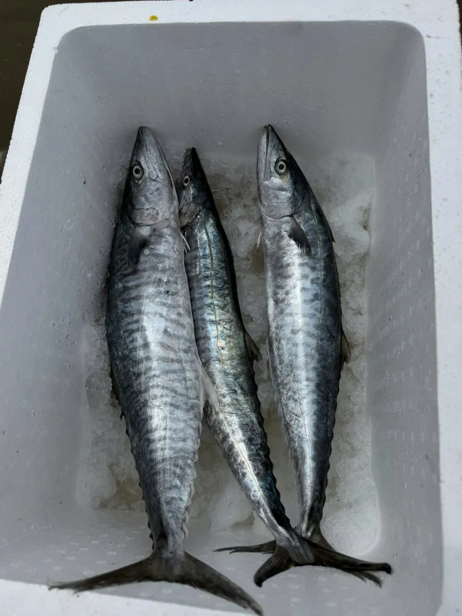 Cá thu ngừ – ảnh 2