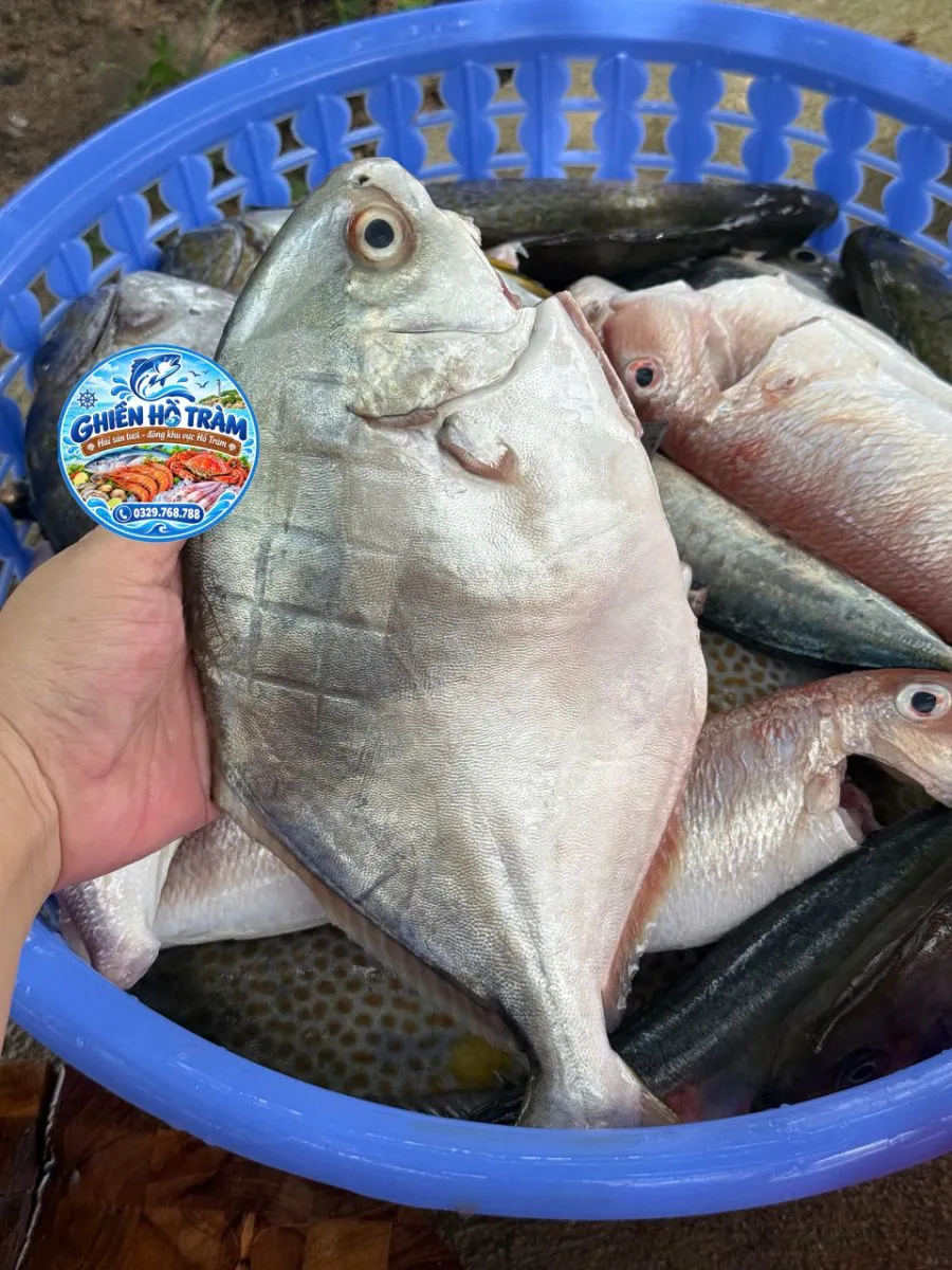 Cá chim trắng biển – ảnh 2