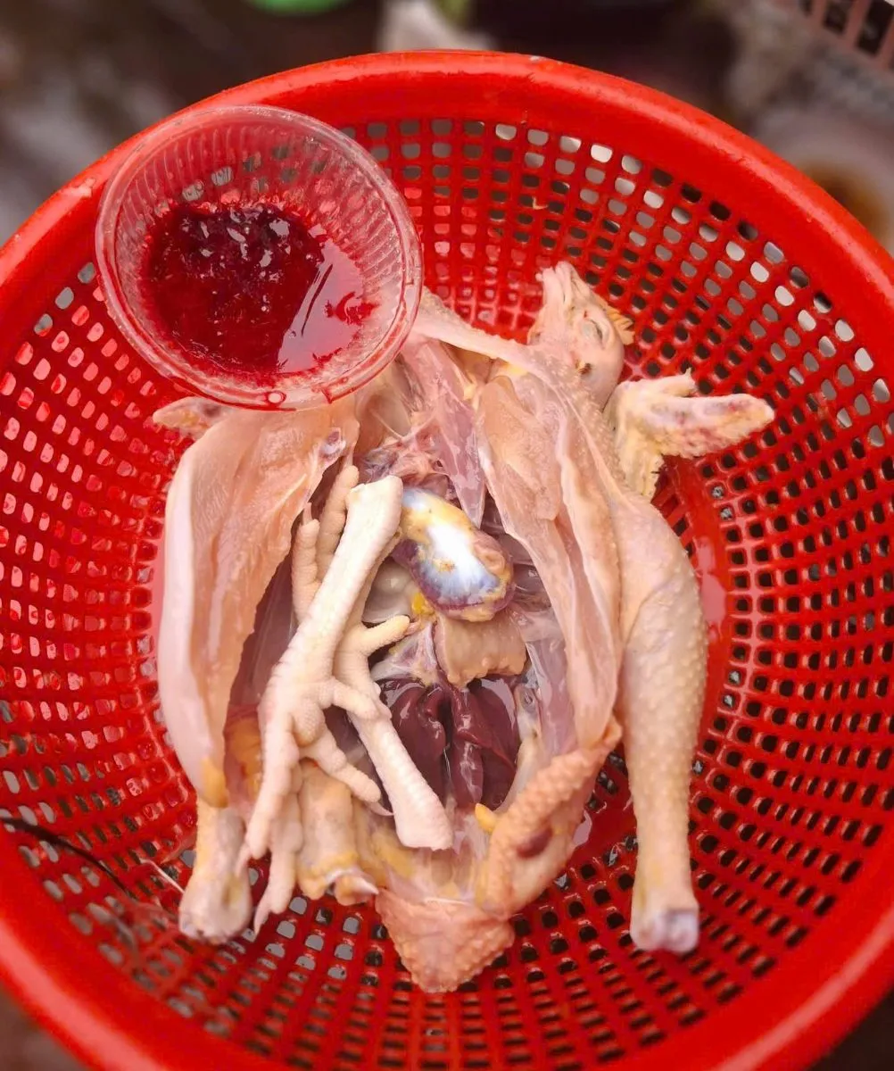 Gà tre thả vườn – ảnh 3