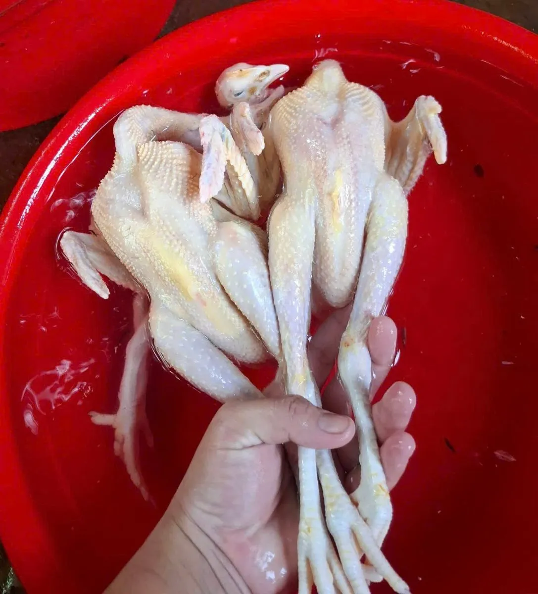 Gà tre thả vườn – ảnh 4