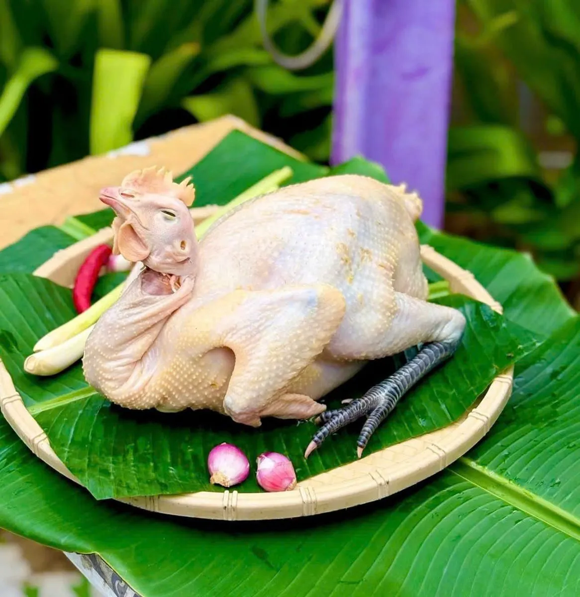 Gà tre thả vườn – ảnh 1