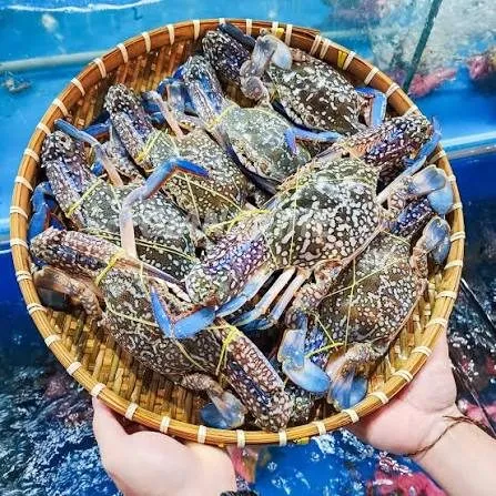 Ghẹ xanh biển size 3-4 con/kg – ảnh 1