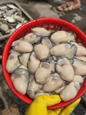 Hàu sữa béo