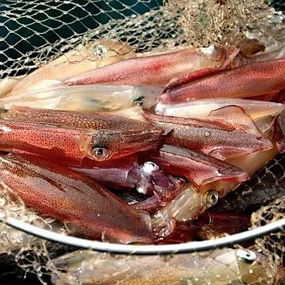 Mực nhảy – ảnh 1