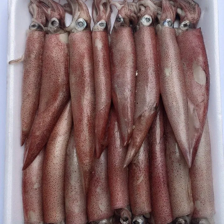 Mực nhảy – ảnh 2