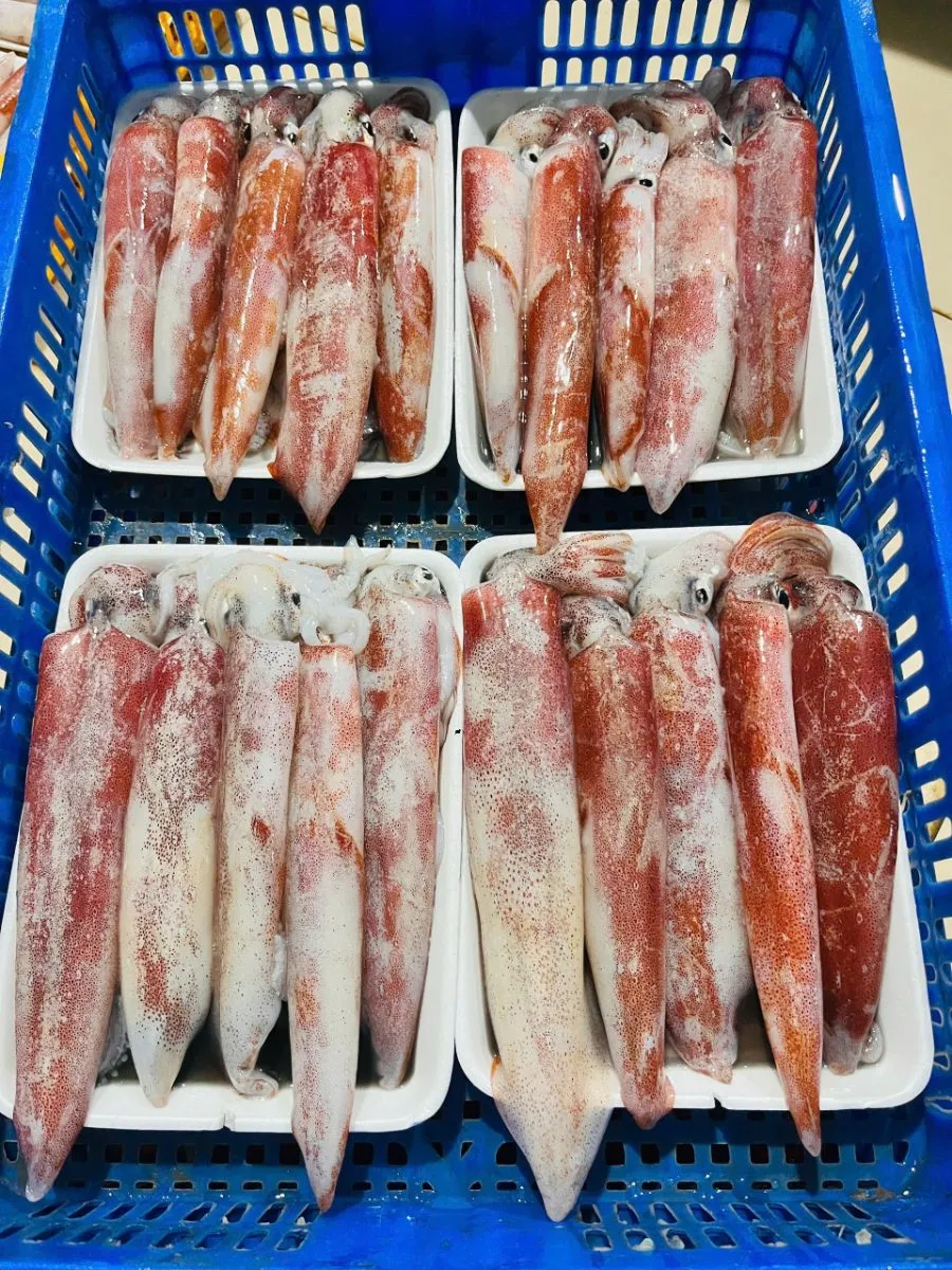 Mực ống câu mi nơ nháy cấp đôn size 6con/kg – ảnh 1