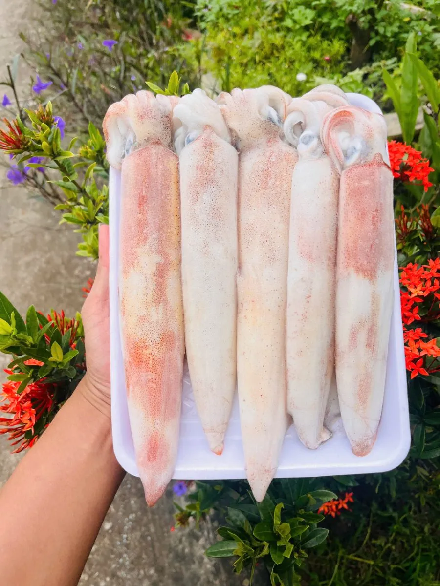 Mực ống câu mi nơ nháy cấp đôn size 6con/kg – ảnh 3
