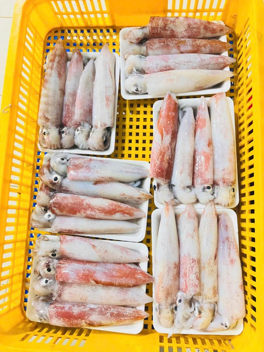 Mực ống câu mino nháy cấp đông size 5con/kg – ảnh 3