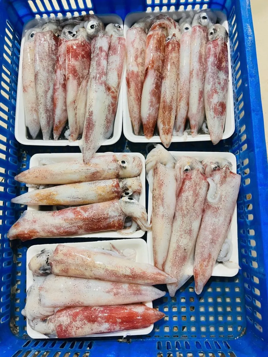 Mực ống câu mino nháy cấp đông size 5con/kg – ảnh 4